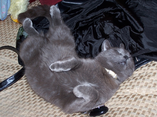 Creation of El Gato Loco: Step 1
